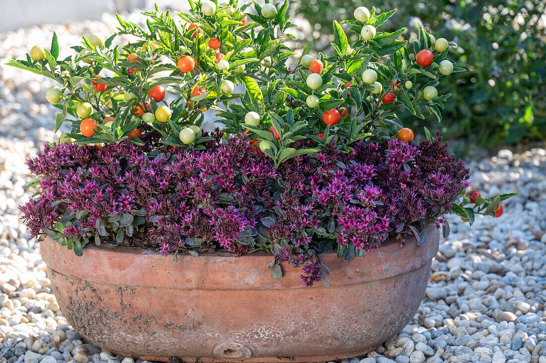 Madeira cherry (Solanum pseudocapsicum) in a flower pot