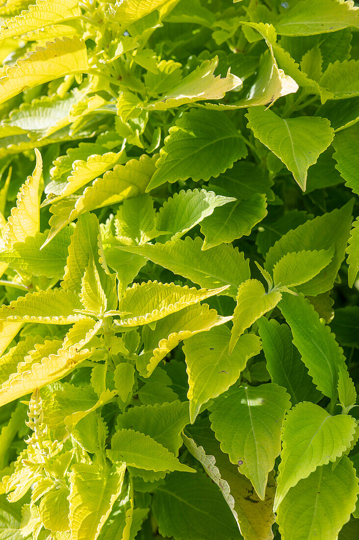 Colourful nettle (Plectranthus scutellarioides) 'Lime Time'