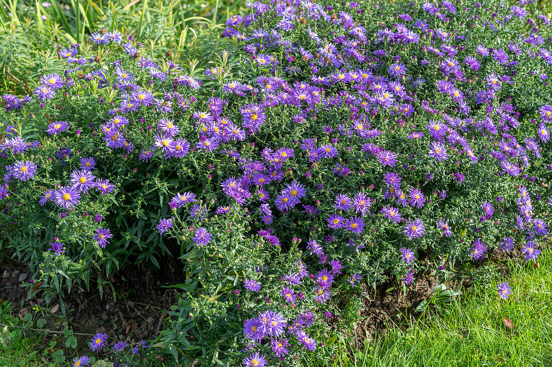 Cushion aster 'Blue Lagoon' (Aster dumosus)