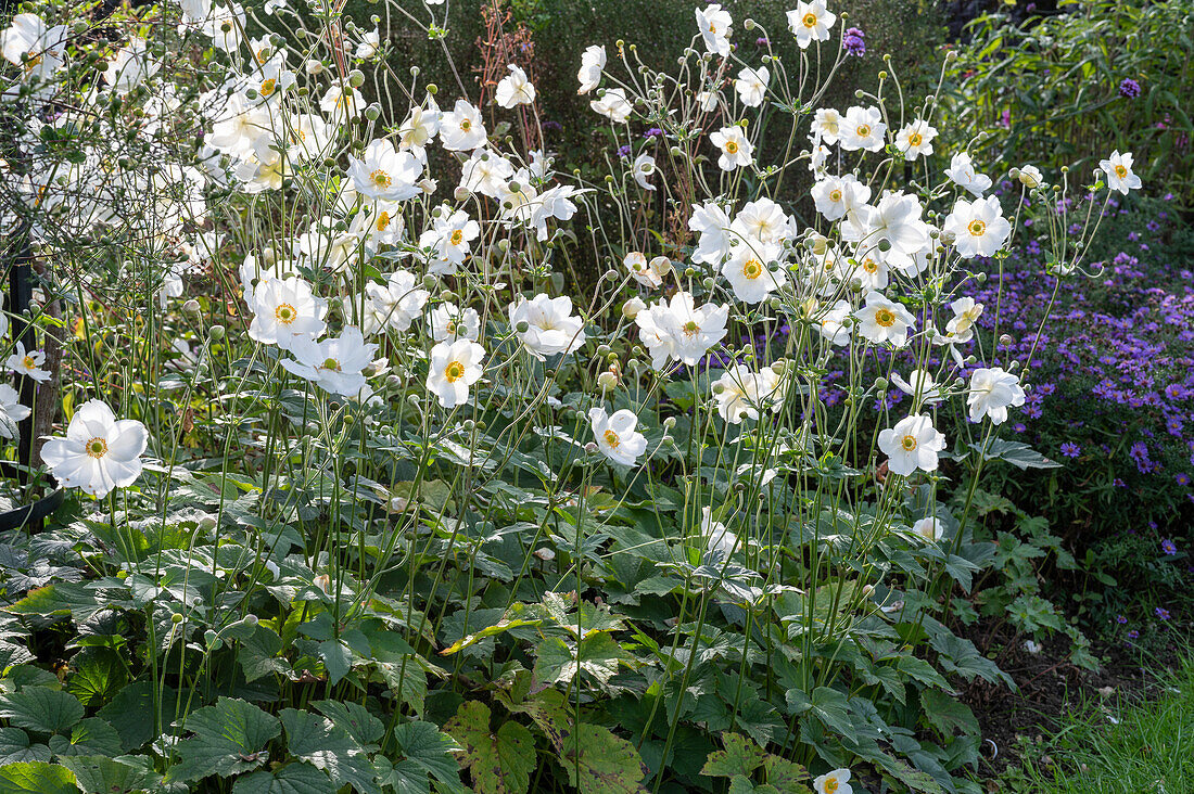 Herbstanemone 'Honorine Jobert' (Anemone Japonica) im Blumenbeet