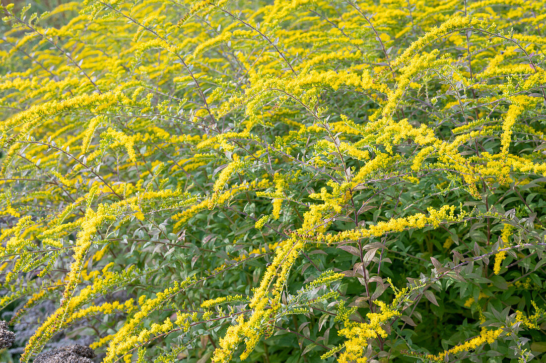 Goldrute ‘Fireworks’ (Solidago) im … – Bild kaufen – 13766877 ...