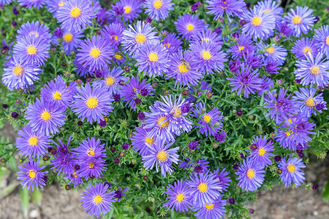 Autumn aster, smooth-leaved aster (Aster novi belgii) in a border