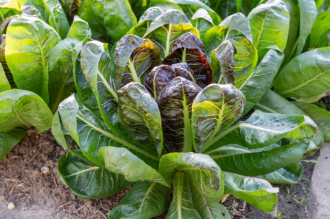 Radicchio-Salat im Gemüsebeet