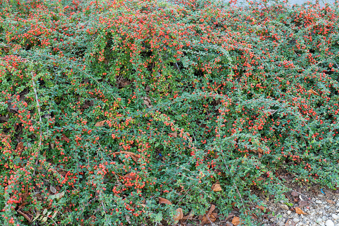 Zwergmispeln (Cotoneaster) in Beet