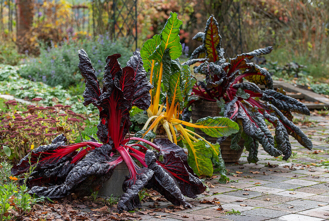 Chard leaves 'Bright Lights' in pots in front of autumn vegetable patch