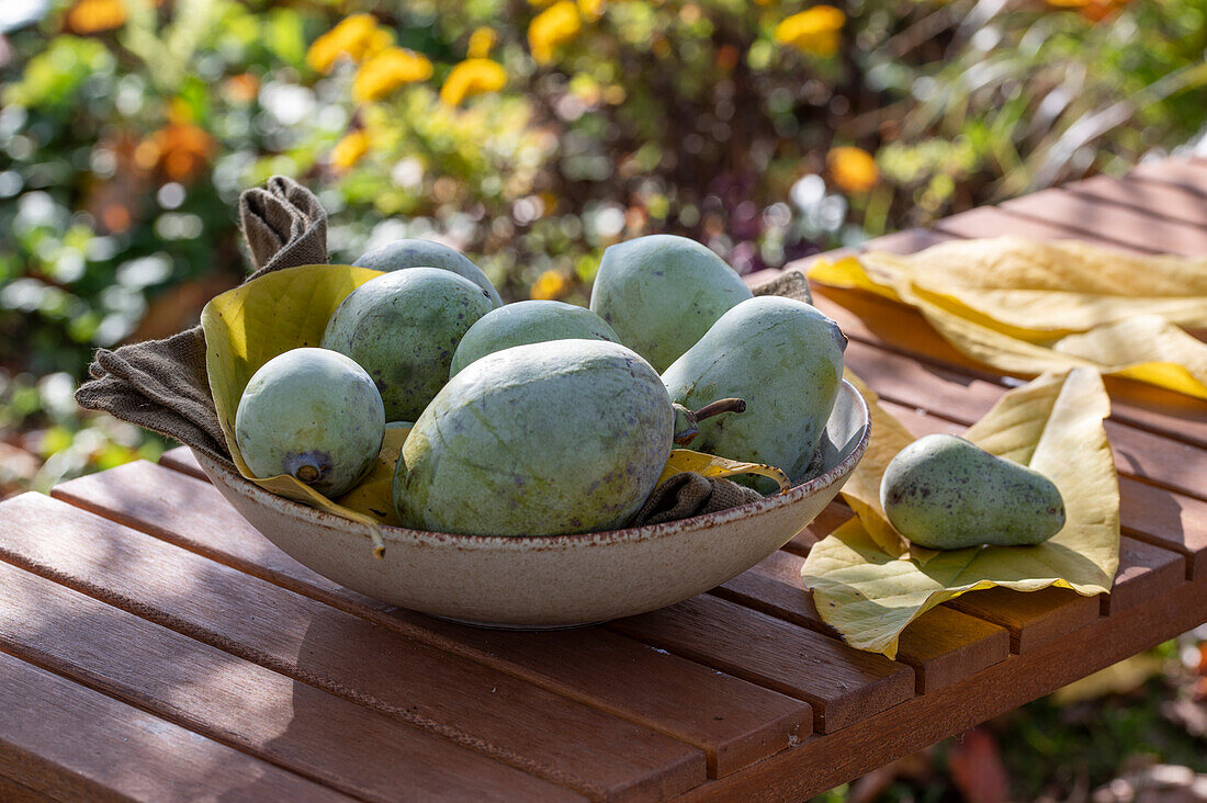 Indianerbananen (Asimina triloba) oder Pawpaw, Früchte in Obstschale