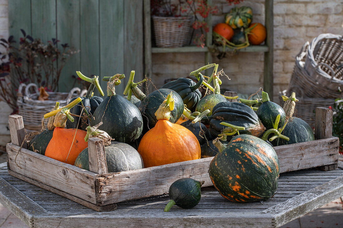 Different types of pumpkins in wooden crate after harvesting