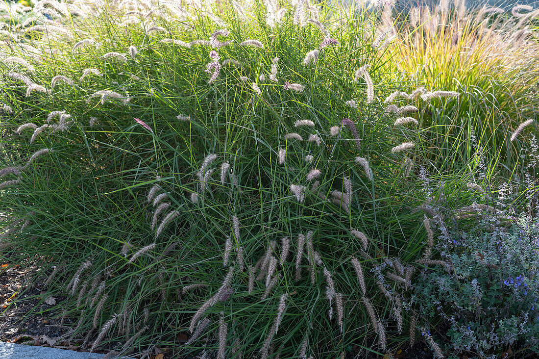 Lampbush grasses (Pennisetum) in autumn garden