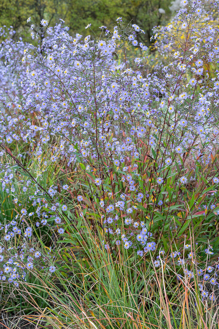 Glatte Aster (Aster laevis) blühend in Herbstwiese