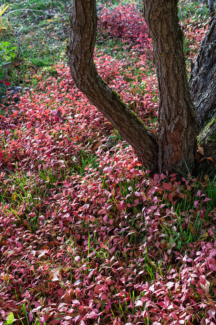 Rispiger Blasenbaum oder Blasenesche (Koelreuteria paniculata), Chinesischer Bleiwurz (Ceratostigma plumbaginoides) in Herbstfarben