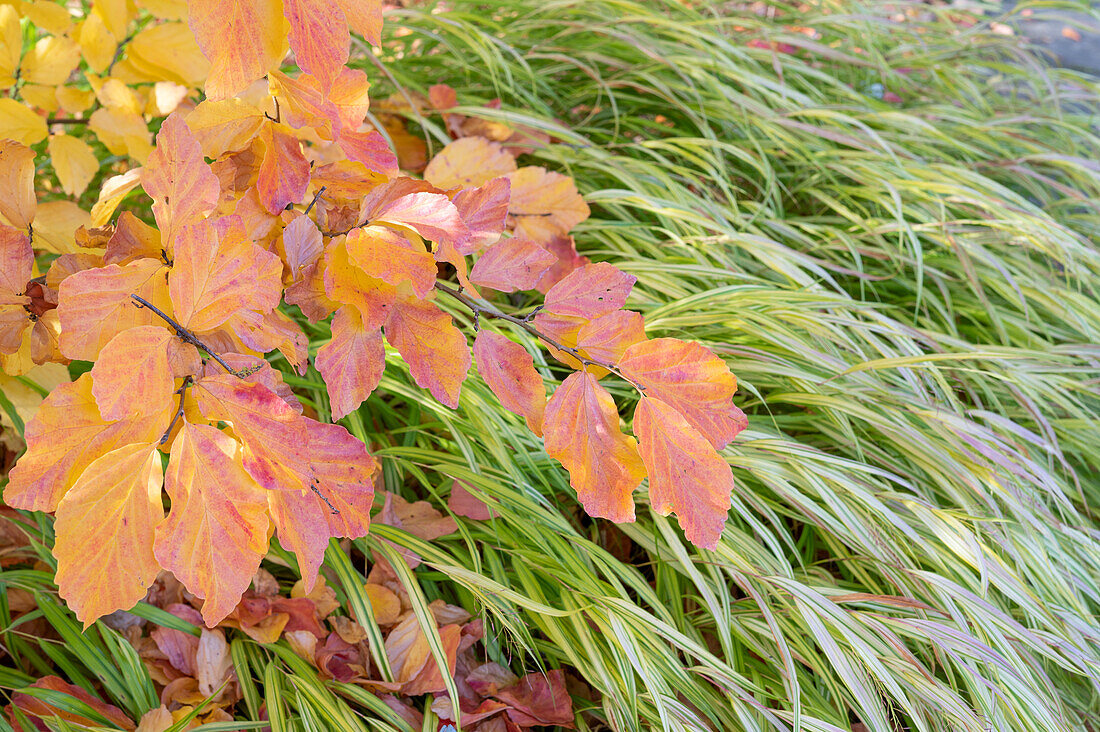 Japan Berggras  'Aureola' (Hakonechloa macra) und Zweige von Persischem Eisenholzbaum (Parotia persica)