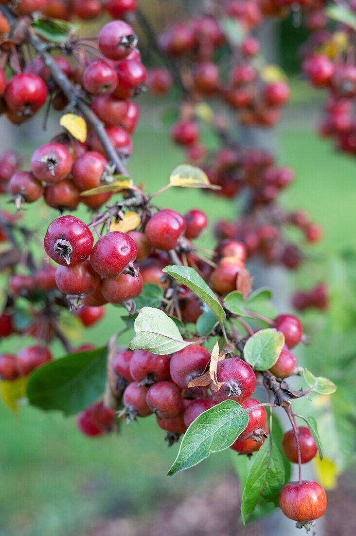 Pflaumenblättrigen Weißdorn (Crataegus prunifolia) mit reifen Früchten