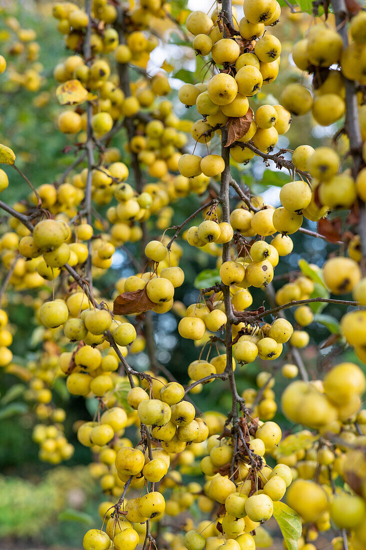 Ornamental apple 'Butterball' hanging from tree