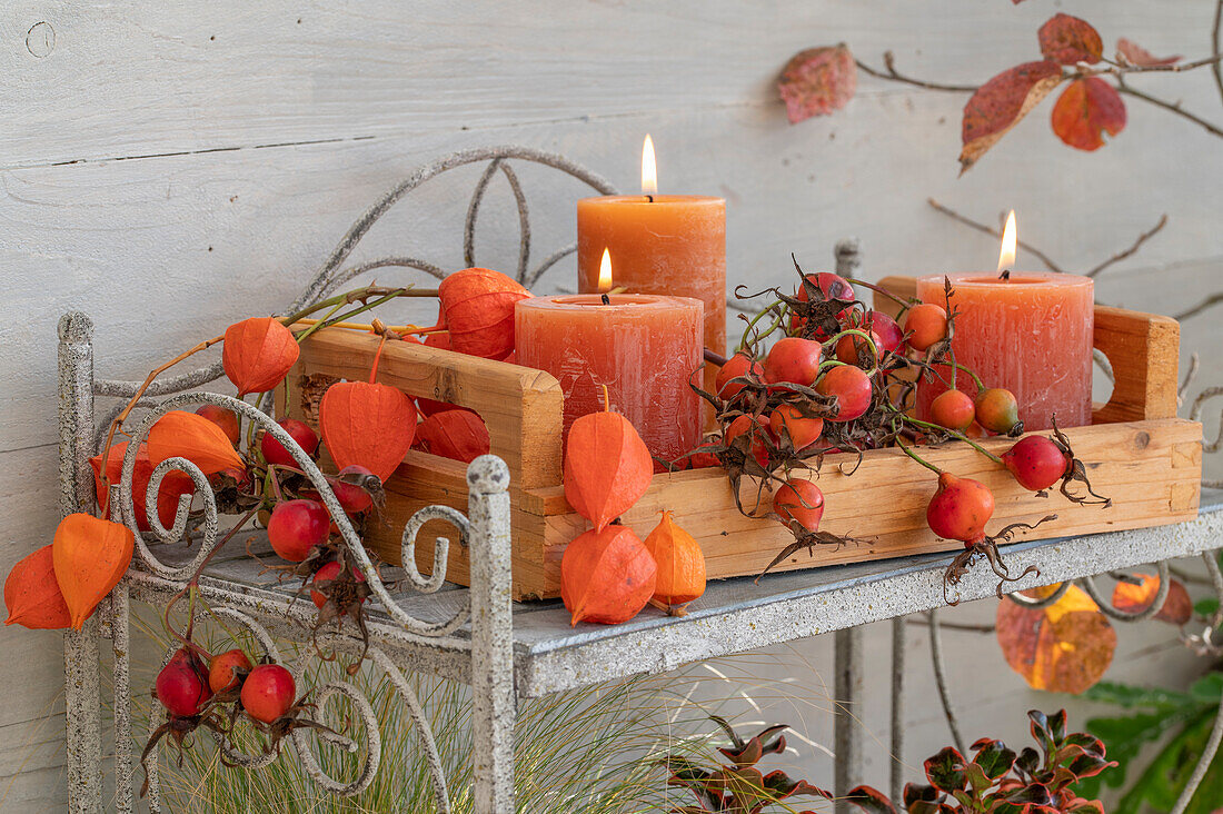 Holzkiste mit Kerzen,  Lampionblume (Physalis Alkekengi), Hagebutten der Kartoffel-Rose (Rosa rugosa) als Terrassendeko im Herbst