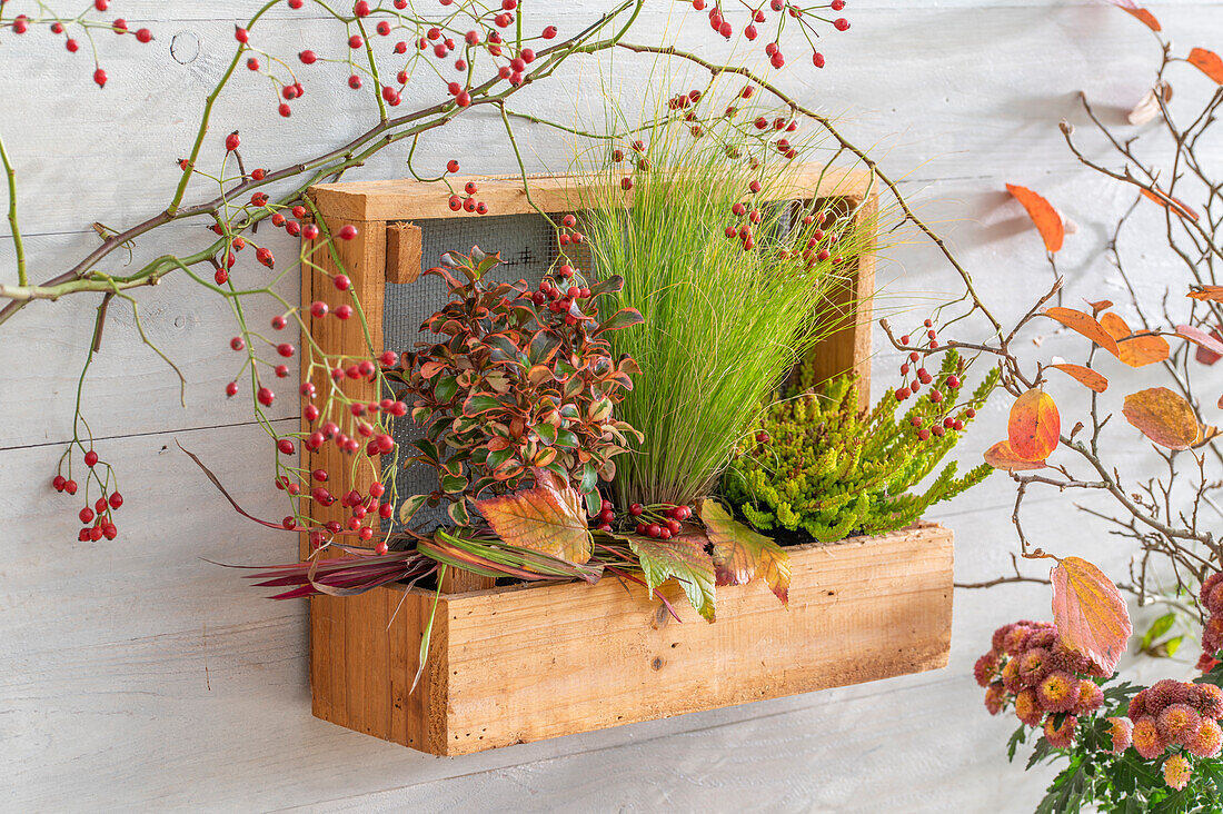 Autumn decoration with common heather (Calluna vulgaris) 'Sunset Line', New Zealand hair sedge (Carex comans) 'Frosted Curls', mirror bush (Coprosma) 'Red Ruby' and rose hips in wall shelf