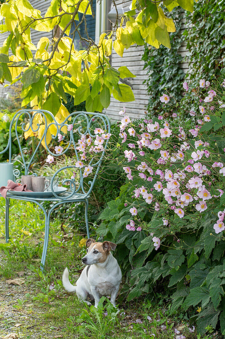 Herbstanemone (Anemone Hupehensis) in Blumenbeet und Trompetenbaum (Catalpa bignonioides) in Garten mit Hund