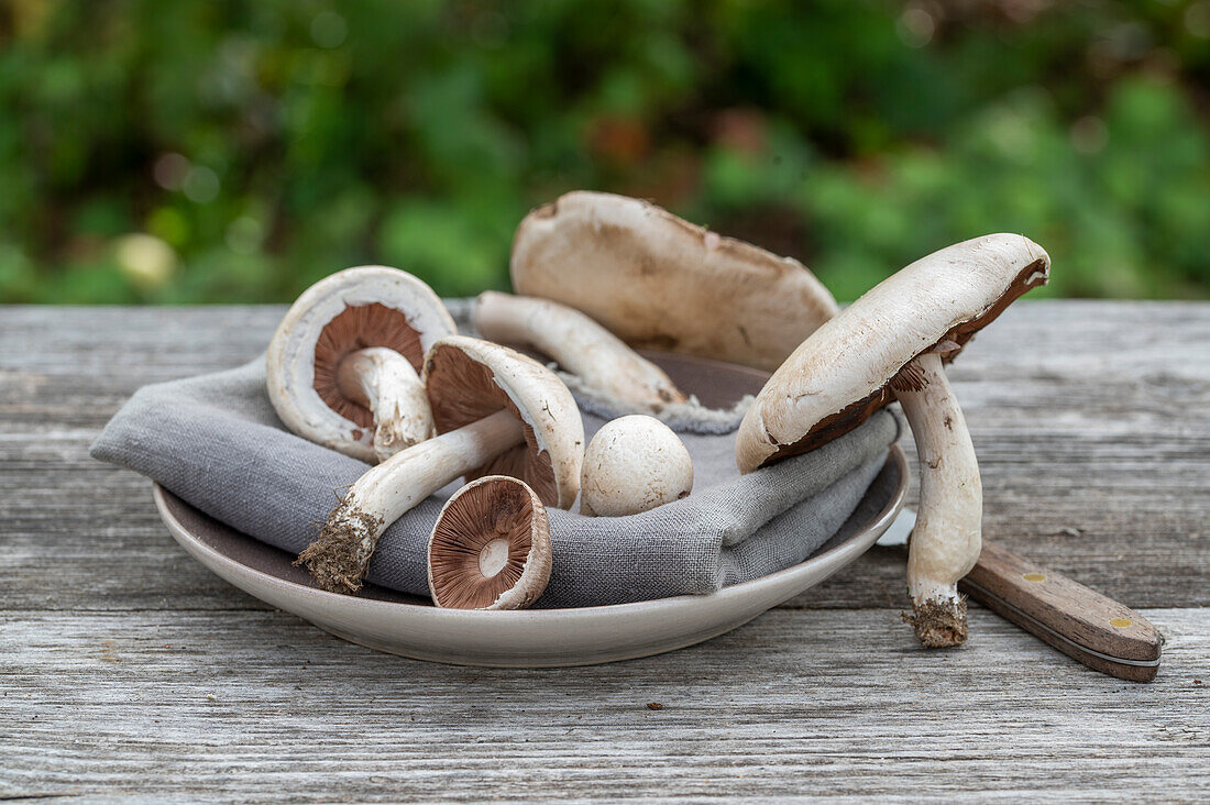 Abgeerntete Wiesen-Champignon (Agaricus campestris), auch Wiesenegerling