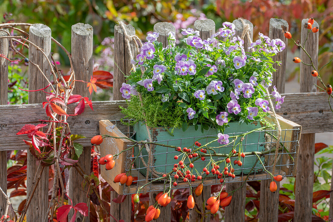 Flower box hanging on the fence with horned violets (Viola cornuta), rose hips and Tasteless Stonecrop (Sedum sexangulare)