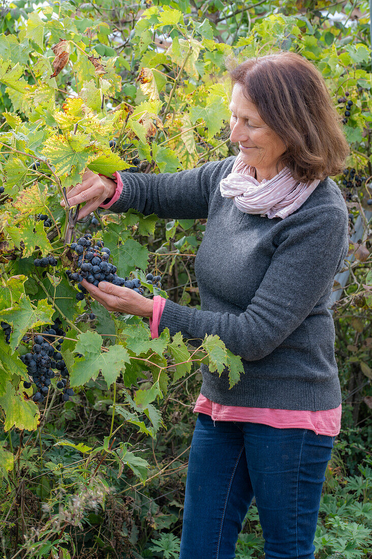 Woman harvesting blue table grapes (Vitis Vinifera)
