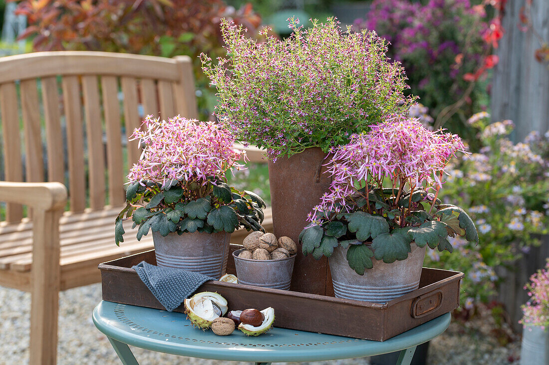 Autumn 'Dancing Pixies' (Saxifraga cortusifolia), Fairy Dust Pink Cuphea Cuphea ramosissima) in flower pots on the terrace
