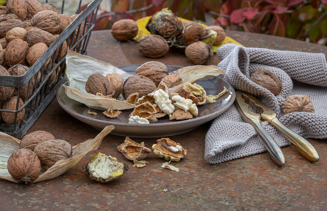 Freshly harvested English walnuts (Juglans regia) with nutcracker on patio table