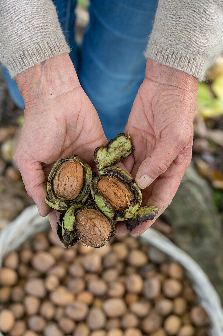 Hand hält Echte Walnüsse (Juglans regia) nach der Ernte