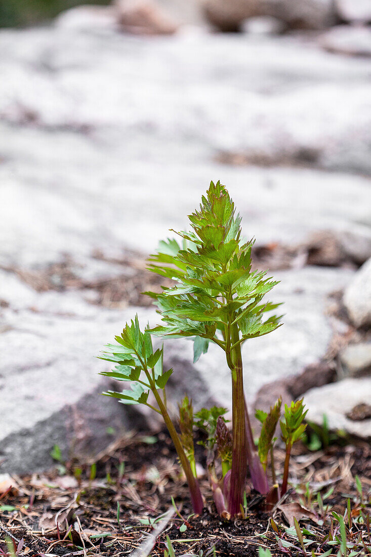 Lovage in spring