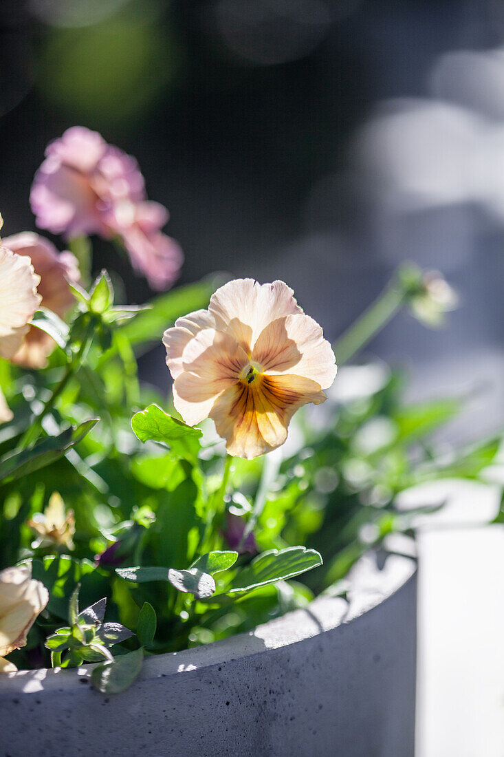 Pansies blooming in spring