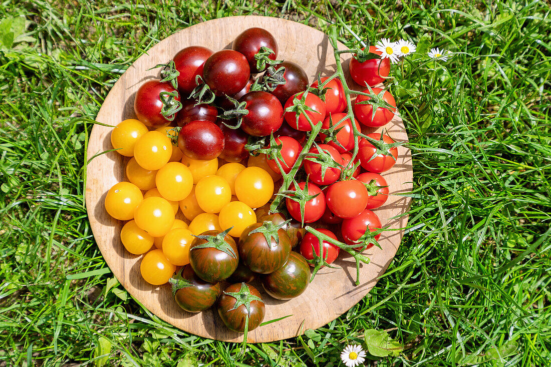 Colorful cocktail tomatoes on a wooden plate in the grass