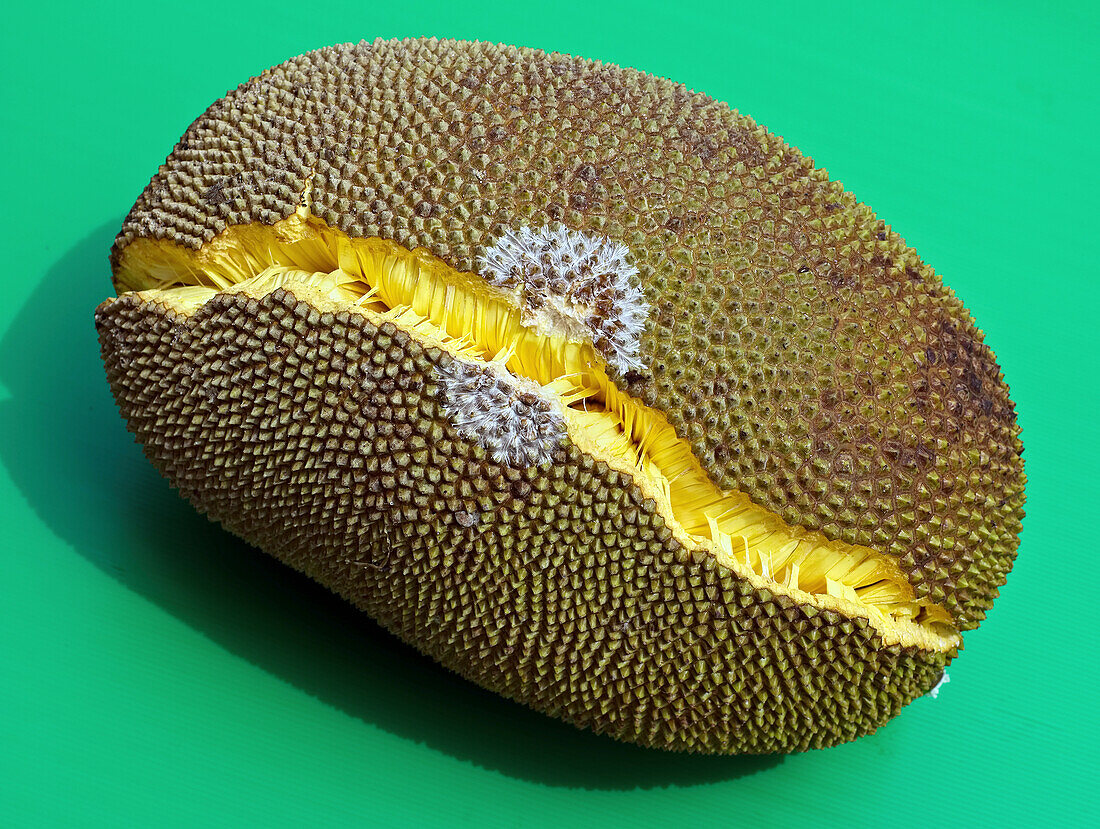 Ripe durian fruit