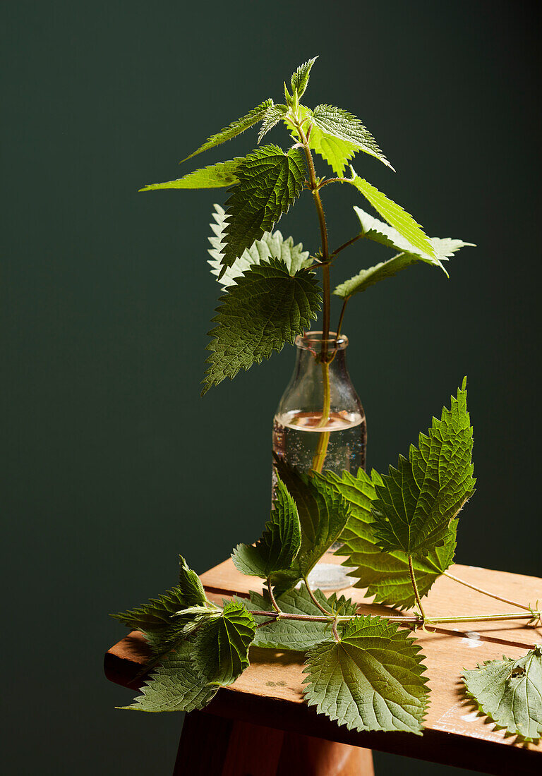 Nettle sprigs