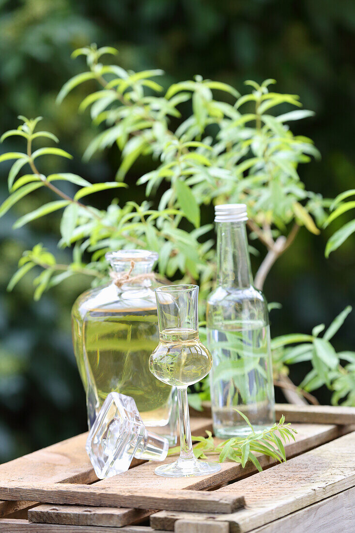 Verbena liqueur for colds