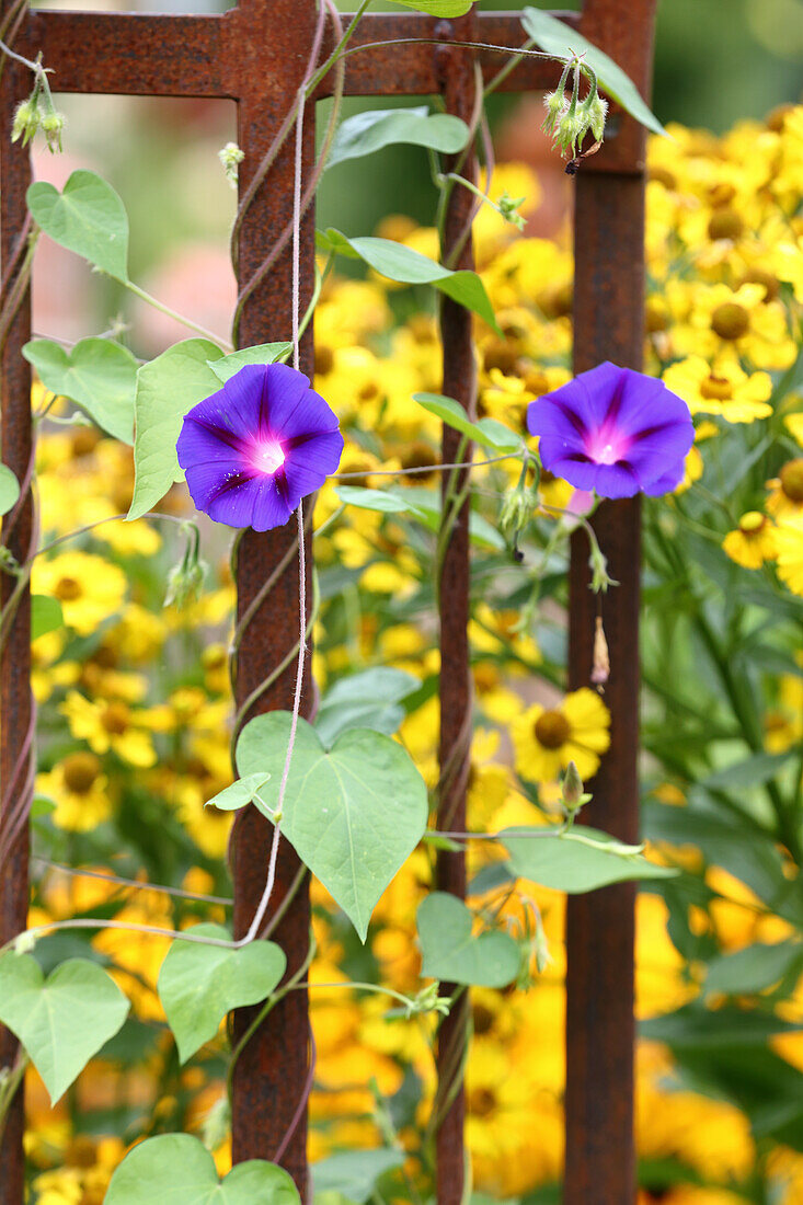 Ipomoea tricolor - Blue morning glory