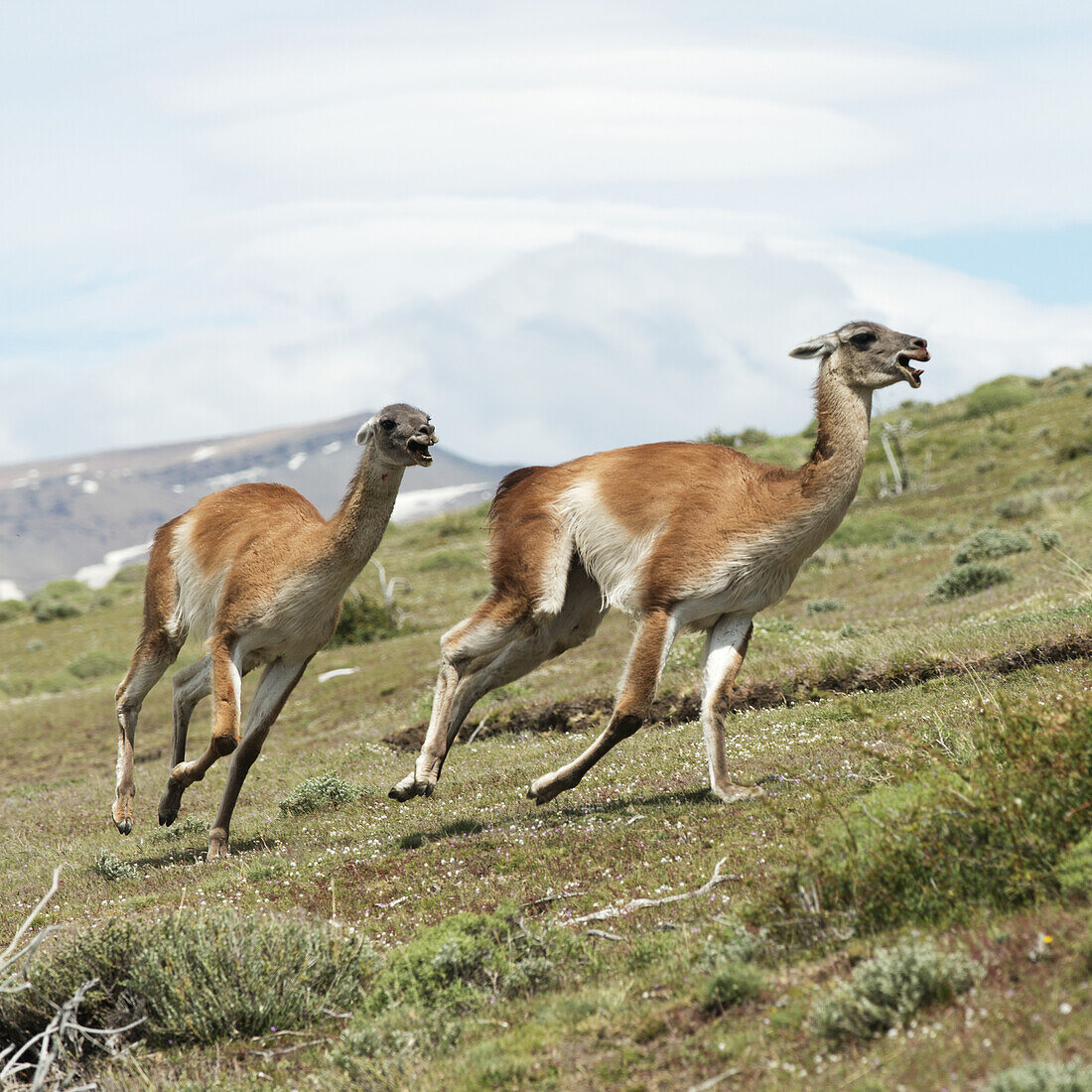 Guanaco (Lama Guanicoe), Torres Del Paine National Park; Torres Del Paine, Magallanes And Antartica Chilena Region, Chile