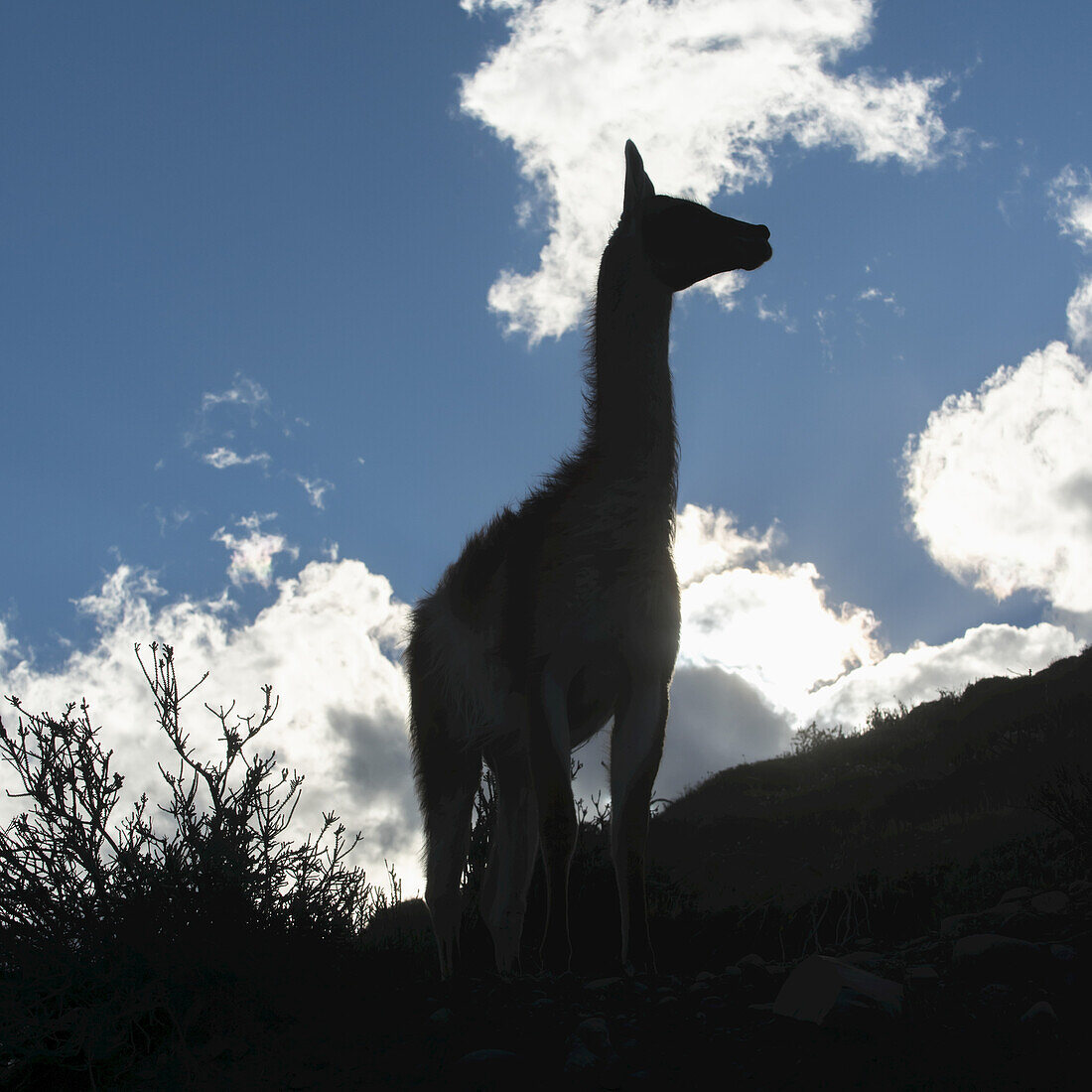 Silhouette eines Guanakos (Lama Guanicoe) vor blauem Himmel und Wolken, Torres Del Paine National Park; Torres Del Paine, Magallanes und Antartica Chilena Region, Chile