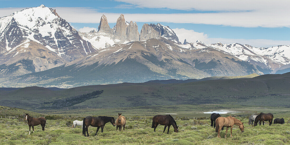 Weidende Pferde auf einer Wiese mit Turmbergen im Hintergrund, Torres Del Paine Nationalpark; Torres Del Paine, Magallanes und Antartica Chilena Region, Chile