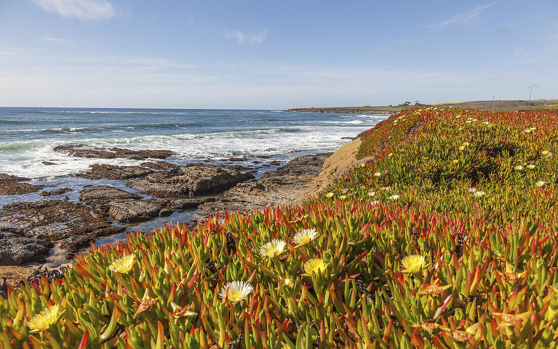 Kalifornische Küste im Frühling mit blühenden Eispflanzen im Vordergrund an den Klippen; Kalifornien, Vereinigte Staaten von Amerika