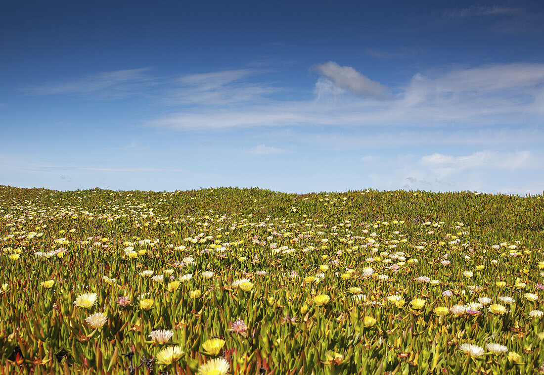 Blühende Eisblumen auf den Hügeln entlang der Pazifikküste; Kalifornien, Vereinigte Staaten von Amerika