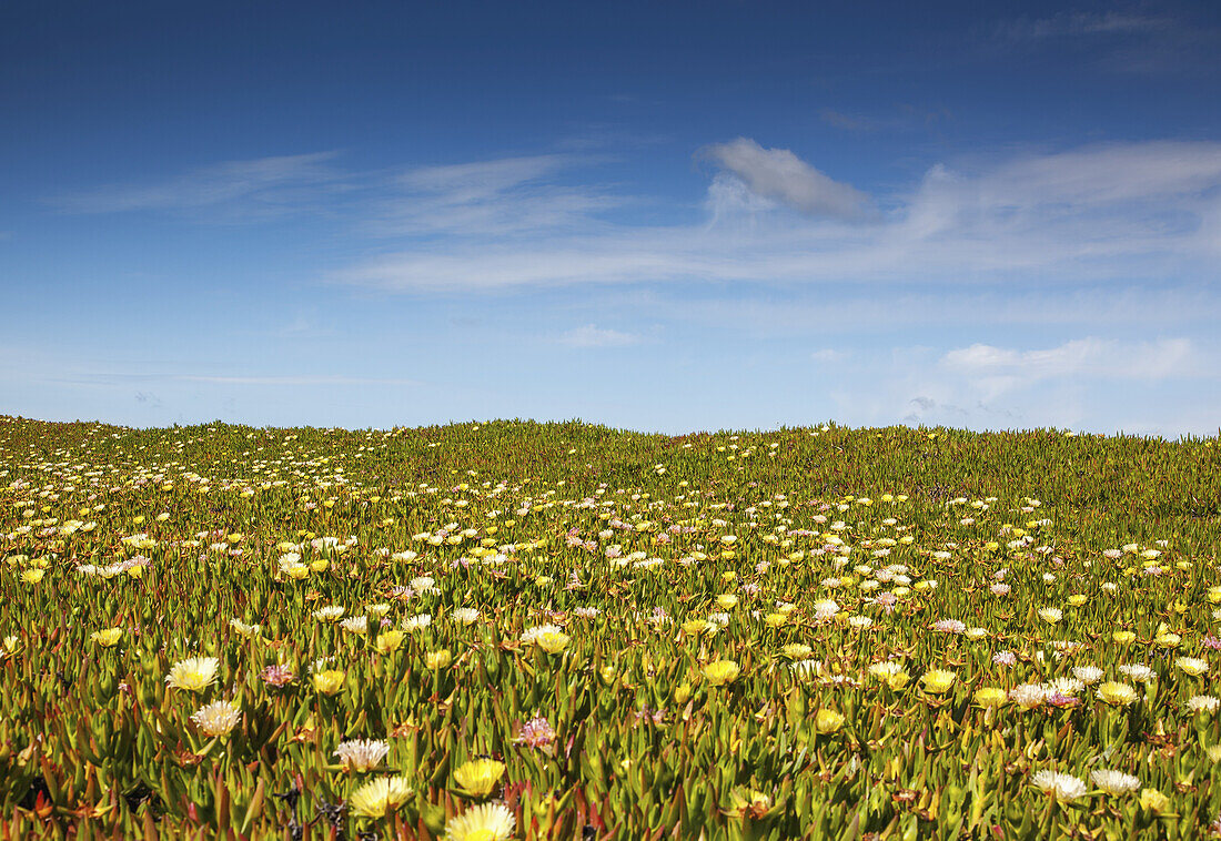 Ice Plant Flowers Blossoming On The Hills Along The Pacific Coast; California, United States Of America