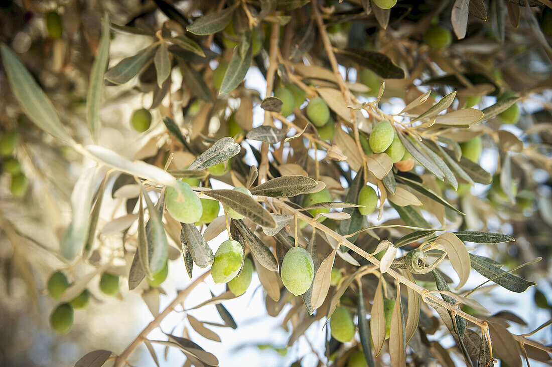 Olive Tree; Lasithi Plateau, Crete, Greece