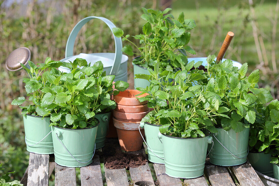 Fresh lemon balm in pots