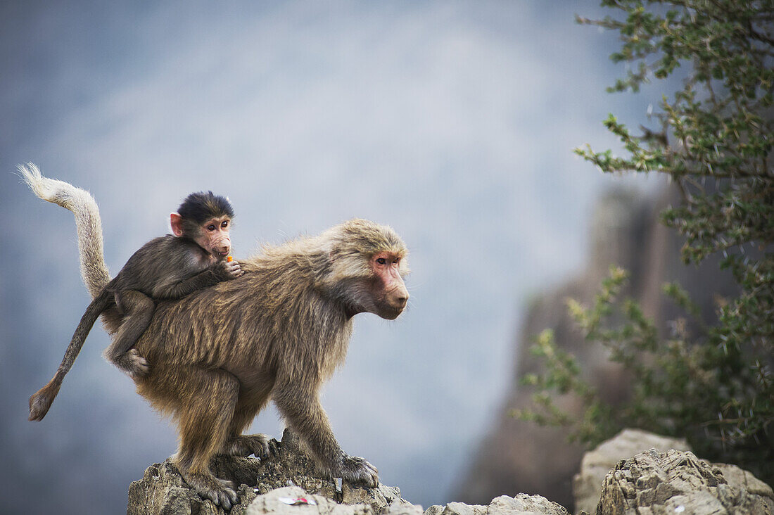 Bergaffen; Taif, Saudi-Arabien