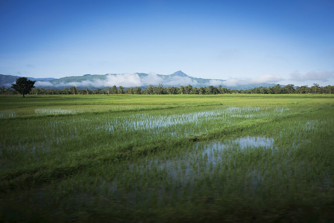 Rice Fields; Timor-Leste