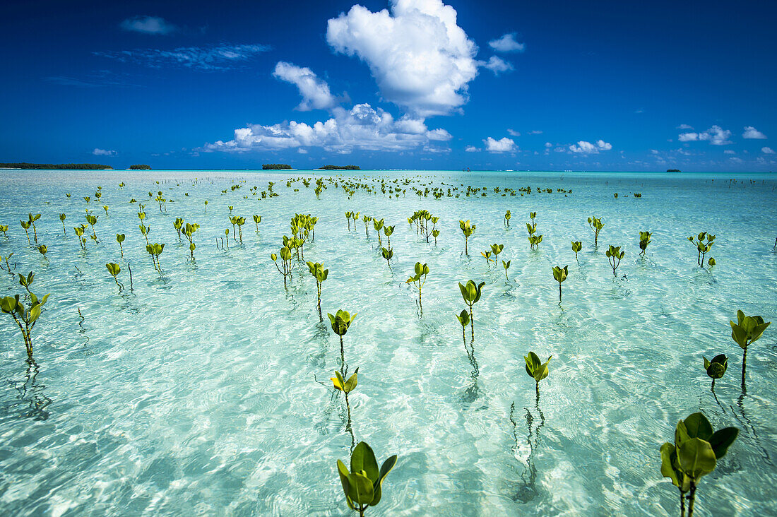 Junge Mangroven bilden einen Teil des Meeresparks in der Nähe des Festlandes von Tuvalu; Tuvalu