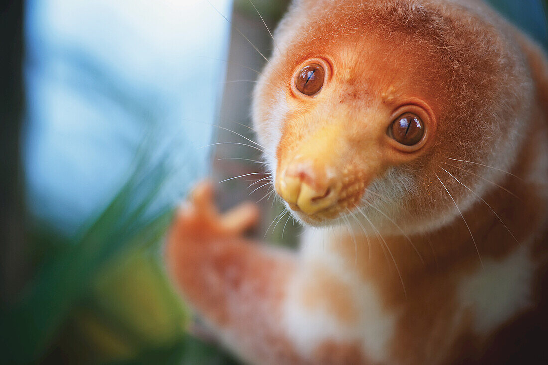 A Cuscus (Papua New Guinea Tree Possum); Papua New Guinea