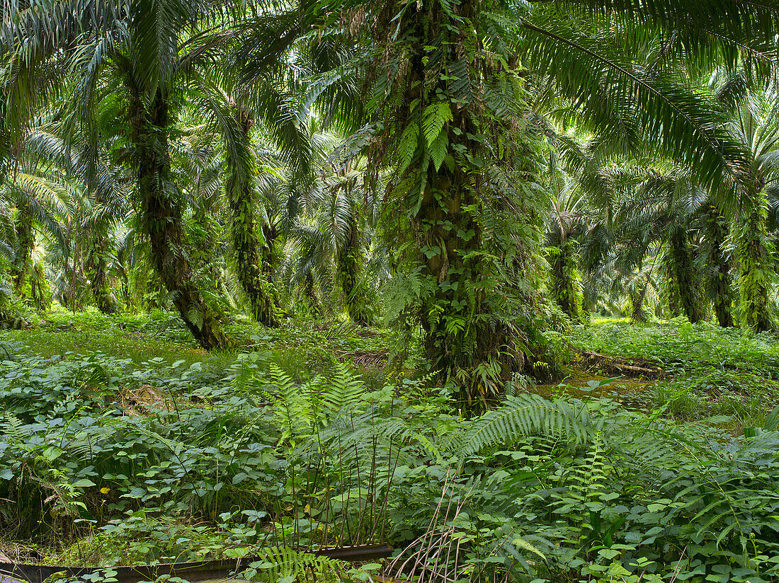 Sago-Plantage; West-Neubritannien, Papua-Neuguinea