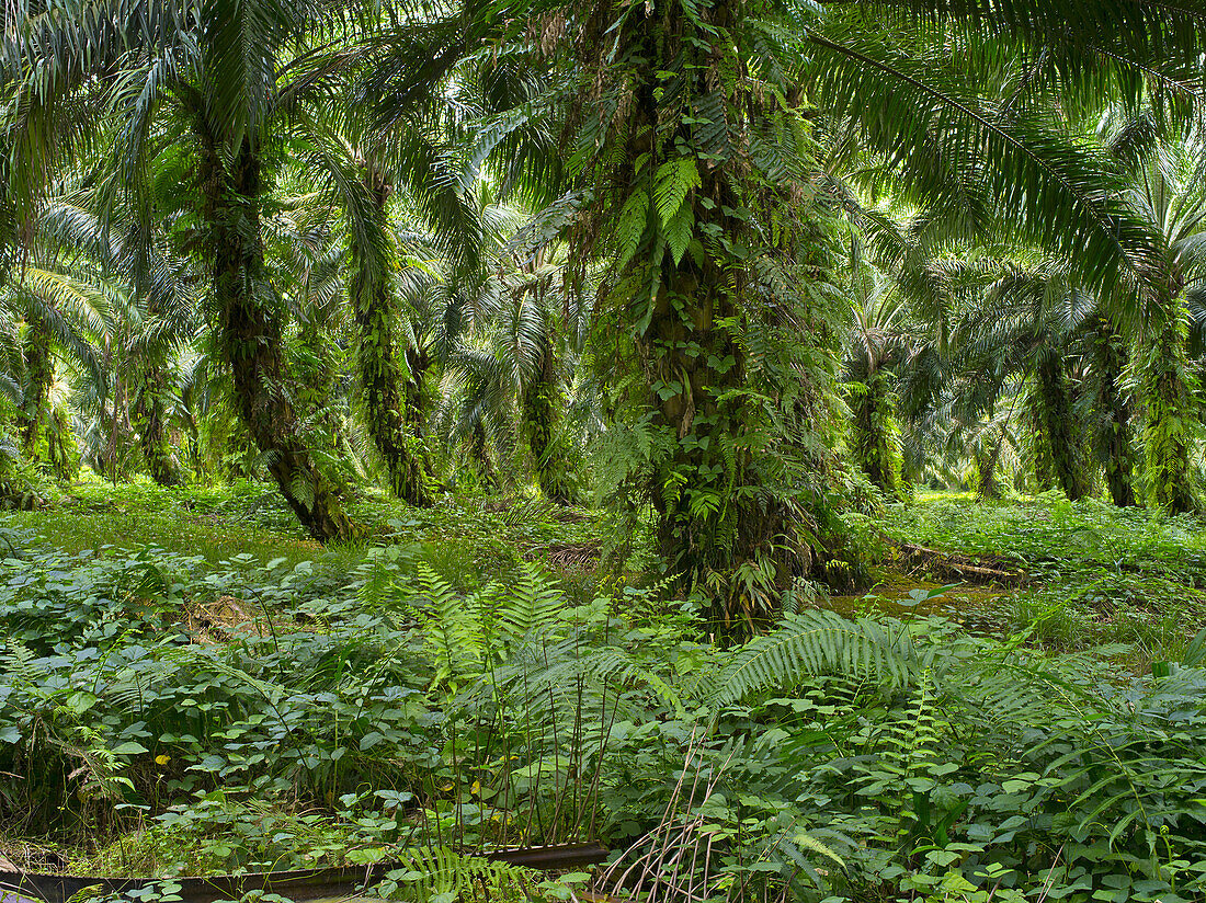 Sago Plantation; West New Britain, Papua New Guinea