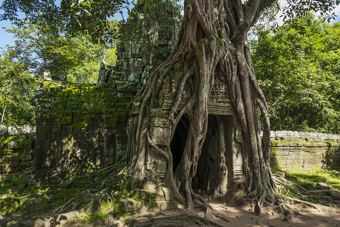Ta Som Tempel, erbaut von König Jayavarman Vii im 12. Jahrhundert, von Angkor; Siem Reap, Kambodscha