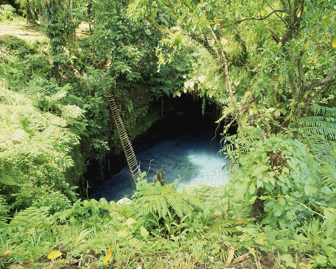 A Ladder To Sua Waterhole; Upolu Island, Samoa