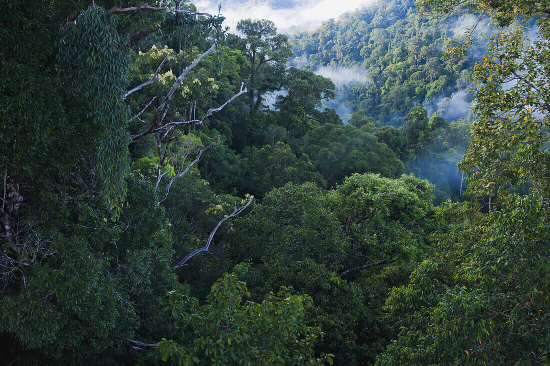 Jungle Scene On Canopy Walk At Ulu Temburong National Park; Brunei